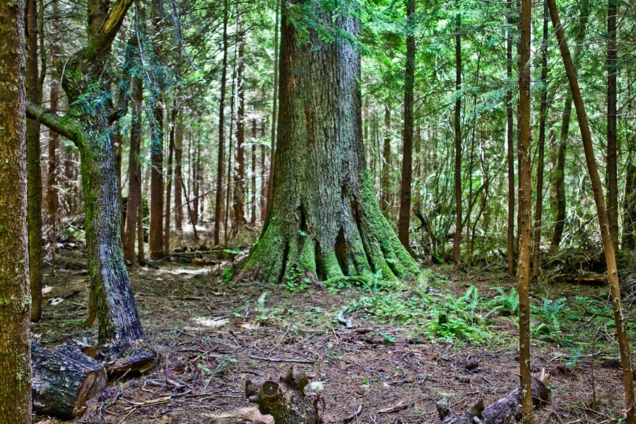 Hemlock at Manitou Lodge